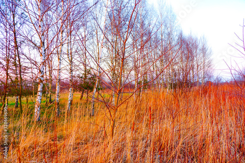 Fototapeta Naklejka Na Ścianę i Meble -  Młode drzewa w zimowy zachód