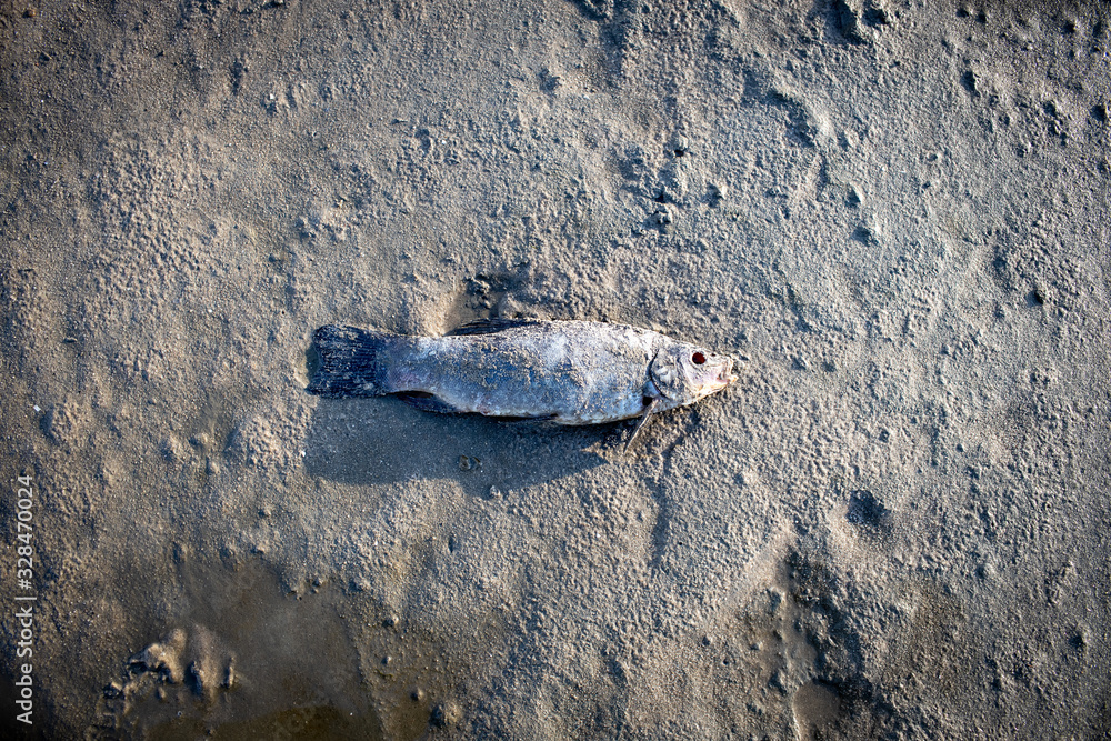 Schau Hi Da Liegt A Toter Fisch Im Wasser Toter Fisch am Strand, Fischsterben, Nordsee Stock Photo | Adobe Stock
