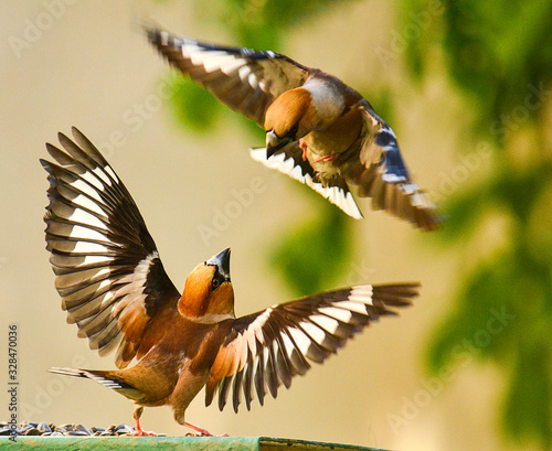 coccothraustes birds.They live in the forest.Very pugnacious