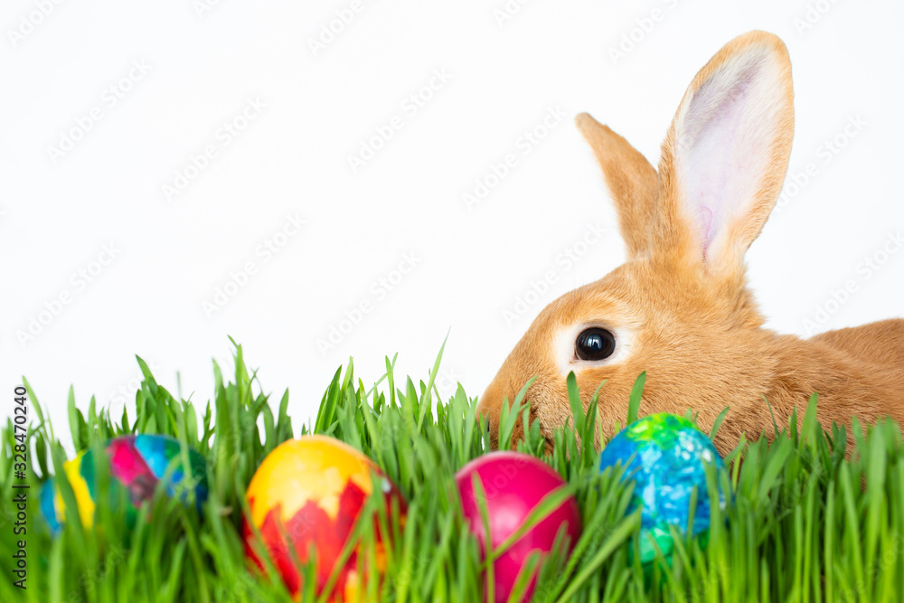 Fototapeta premium Easter bunny in green grass with painted eggs on white background.