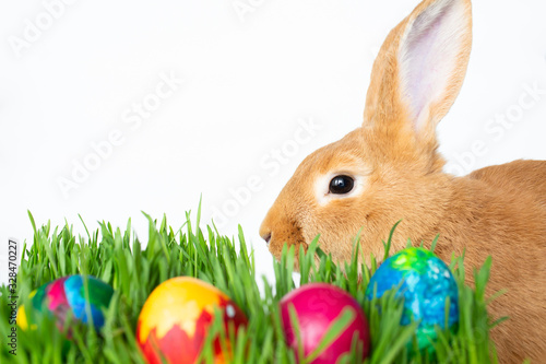 Easter bunny in green grass with painted eggs on white background.