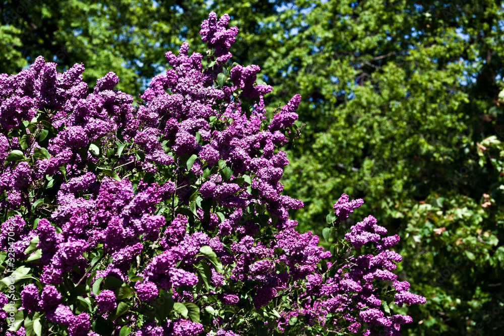 A branch of a flowering flowers lilac