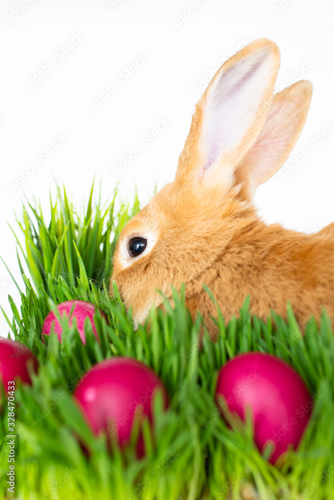 Obraz premium Easter bunny in green grass with painted eggs on white background.