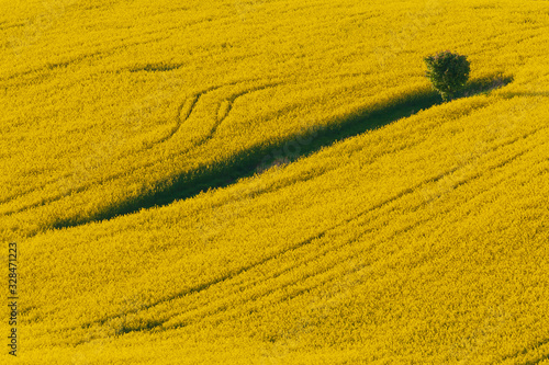 Rapeseed field from above (dron)
