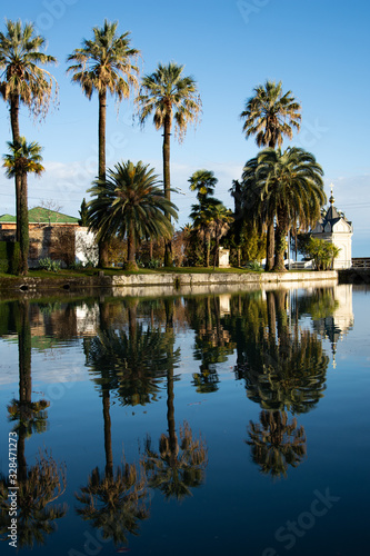 Tall palm trees by the lake. 