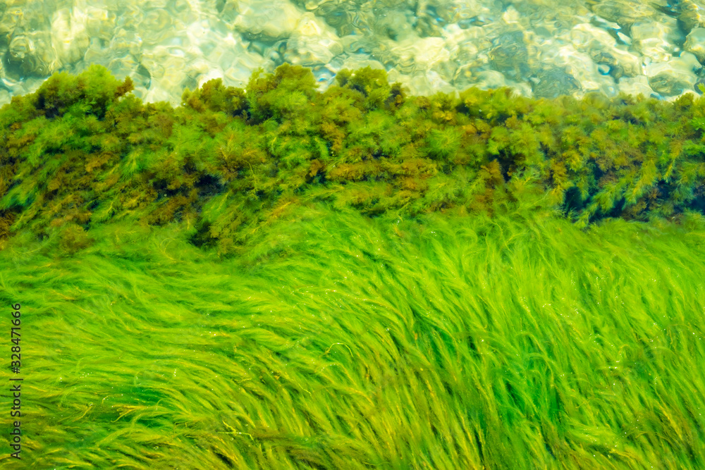 Green bright seaweed background. Green bright seaweed background.