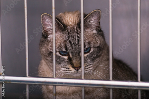 cat in cage at the veterinary clinic