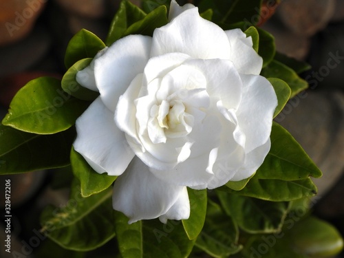 Gardenia 