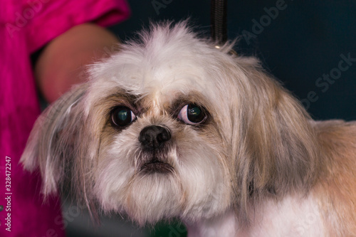shih-tzu dog breed looking to the camera after grooming