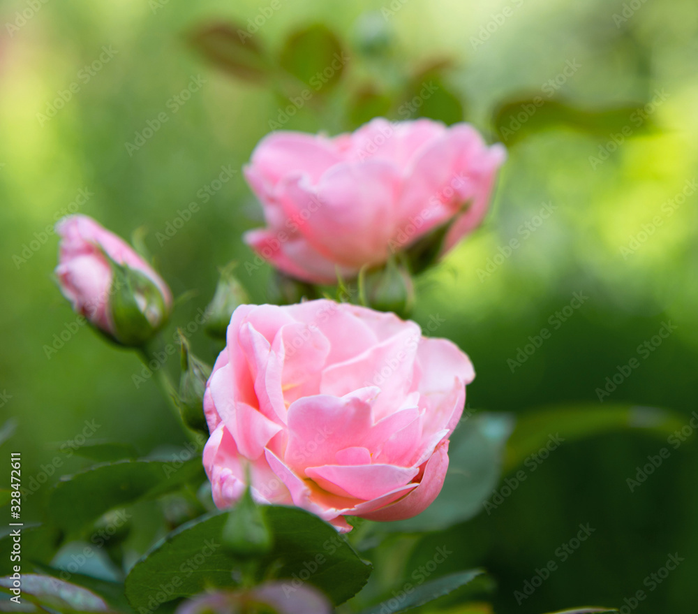 Beautiful blooming pink rose in a green summer garden. Design for postcards. Growing garden roses Beautiful blooming pink rose in a green summer garden. Design for postcards. Growing garden roses