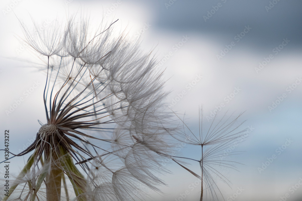 Dandelion. Dandelion seeds on a sky background.