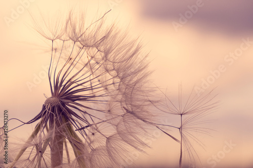 Dandelion. Dandelion seeds on a sky background.