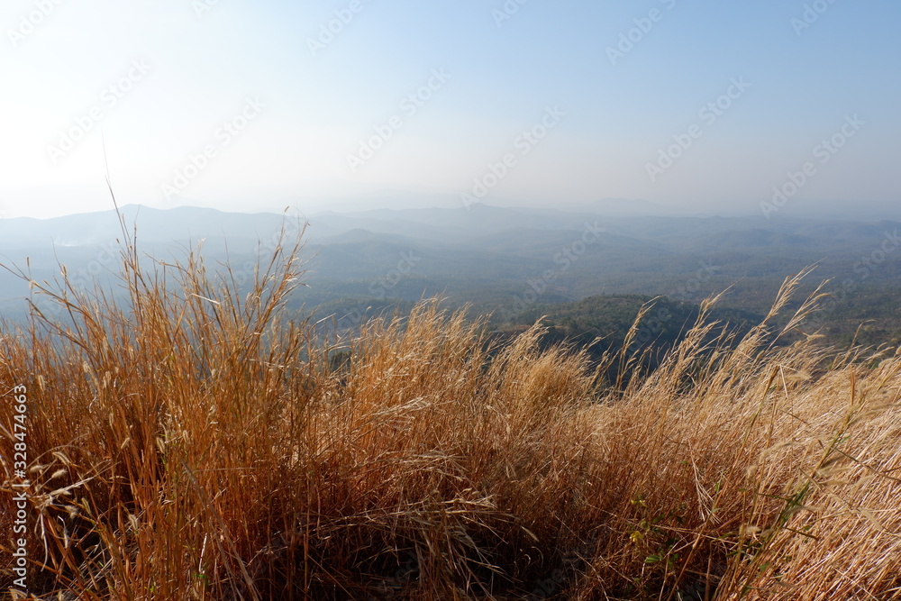 Yellow grass against a mountainous background. Yellow grass against a mountainous background.