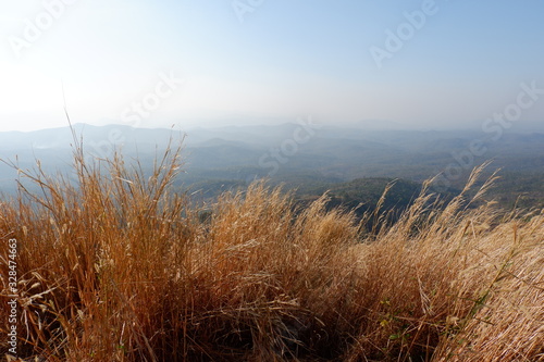 Yellow grass against a mountainous background.