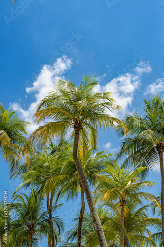 Coconut trees at the beach