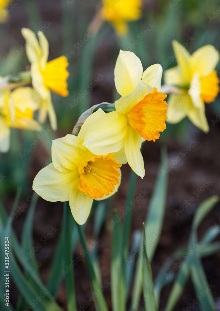 Yellow daffodils bloom in spring in the garden Yellow daffodils bloom in spring in the garden
