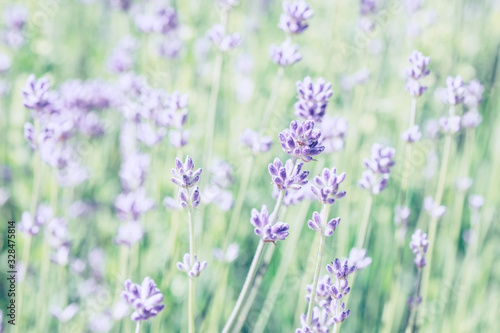 Light lavender flowers close-up stylized © ottochka
