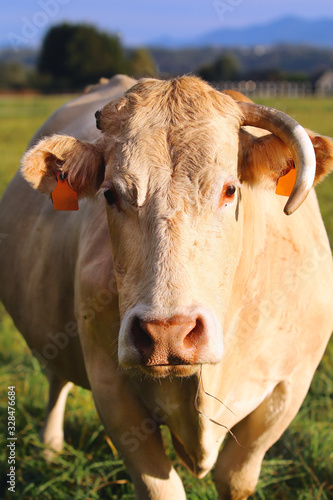 Wallpaper Mural Une vache curieuse en face à face  Torontodigital.ca