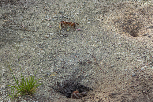 One land crab (Cardisoma carnifex) sits in its hole, and the second runs out of the hole and looks forward photo