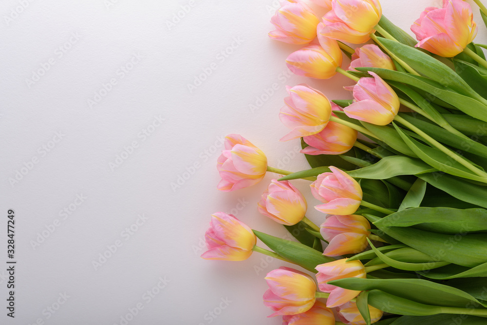 Fototapeta pink tulips with yellow tint on white background