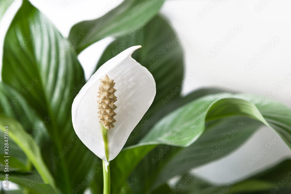 Obraz premium Close-up petal of white flower on background green leaves (Spathiphyllum cochlearispathum, Spathiphyllum wallisii). Female happiness, home garden, hobby