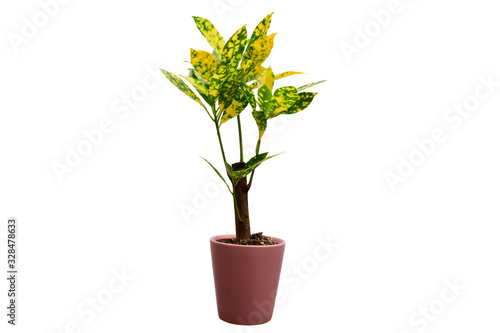 Beautiful of Codiaeum Variegatum ''Gold Sun'' or gold spotted croton plant in brown flowerpot isolated on white background. 