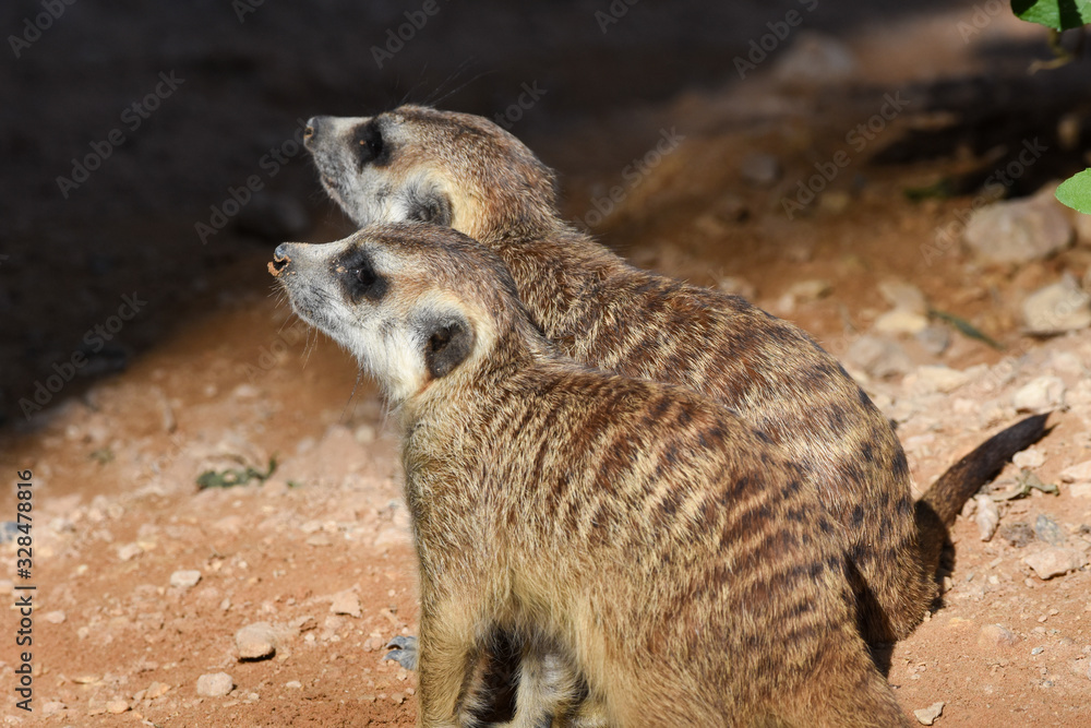 Obraz premium A pair of meerkats profile close up looking for food in the desert (Suricata suricatta).