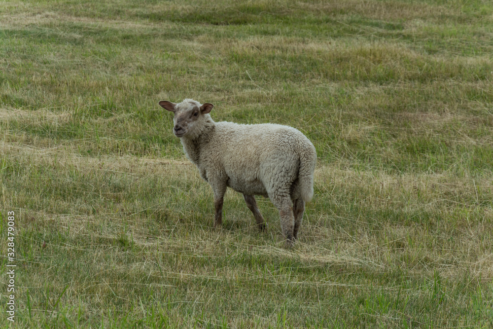 Sheep on the grazing land or green meadow looking around. Sheep on the grazing land or green meadow looking around.