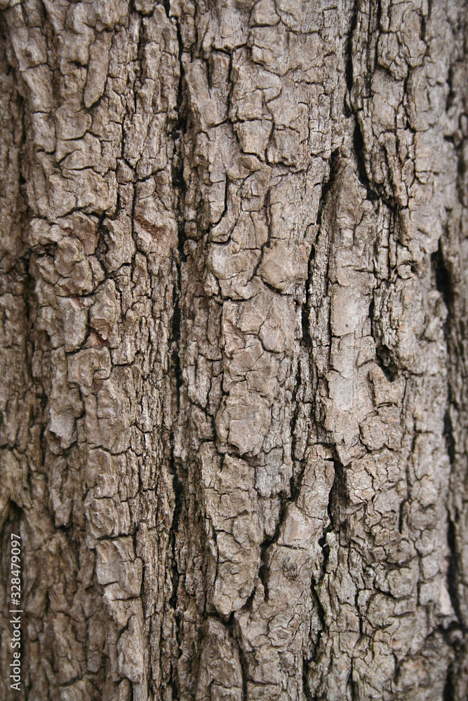 Close-up of a light brown tree bark on selective focus. Natural background Close-up of a light brown tree bark on selective focus. Natural background