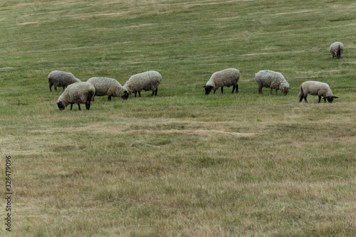 Sheep is grazing on the grazing land or green meadow and looking around.