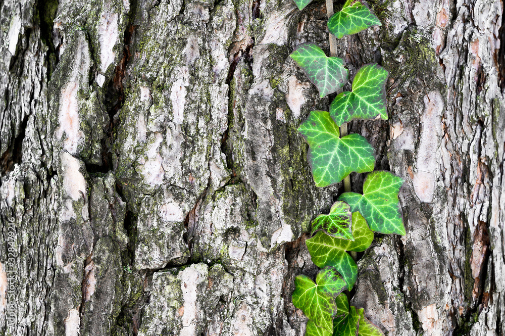 Ivy - hedera helix on a tree. The distinctive gray bark of the pine contrasts with the green ivy. Ivy - hedera helix on a tree. The distinctive gray bark of the pine contrasts with the green ivy.