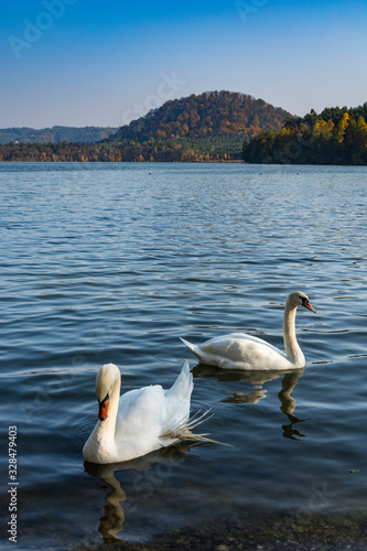Two swans on the water. Behind him autumn forest with colorful leaves.