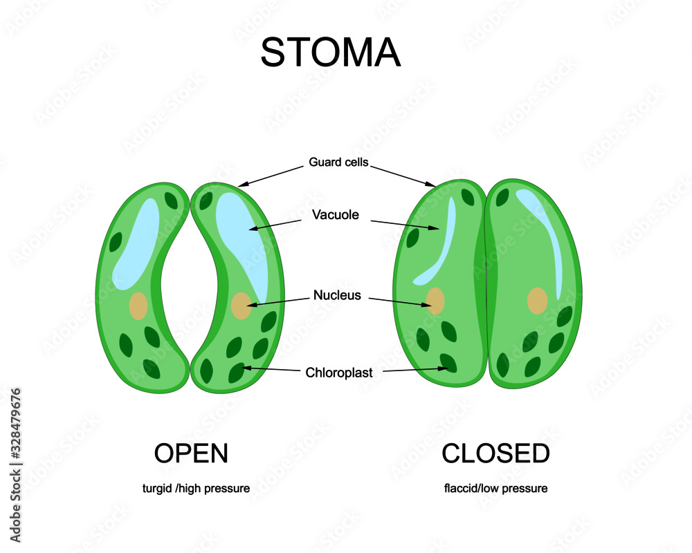 Stoma structure with opening and closing mechanism. ector diagram for
