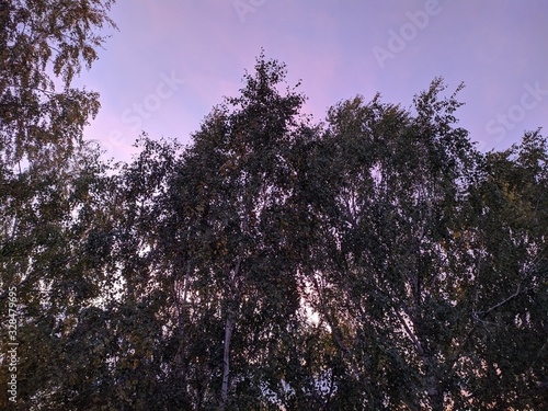 tree in in spring