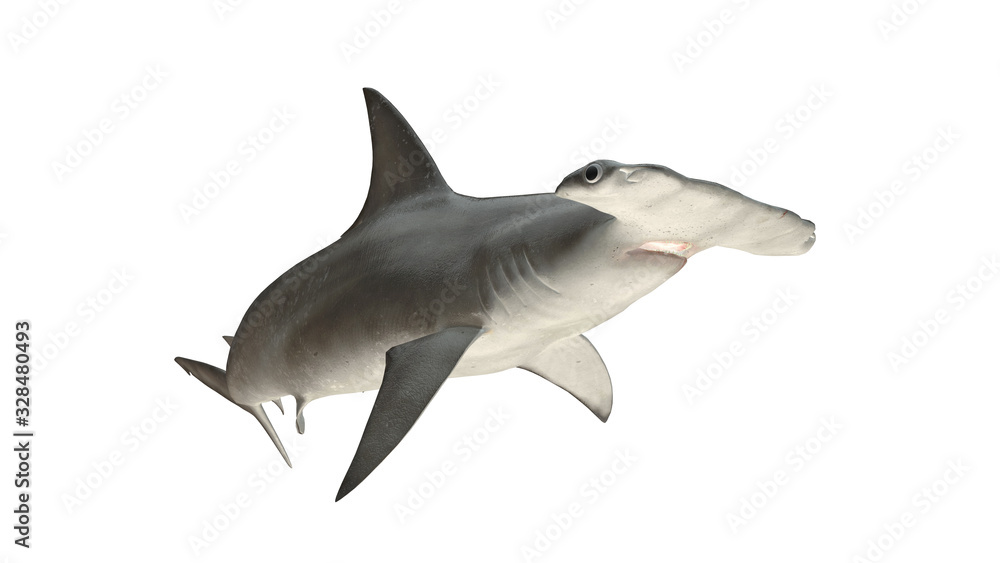 Hammerhead shark isolated on white background cutout ready curved front