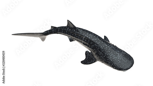 Fotografie Whale shark isolated on white background cutout ready high angle top  view 3d re