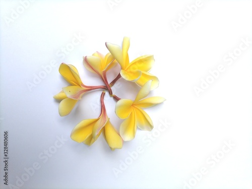 Yellow flowers on a white background