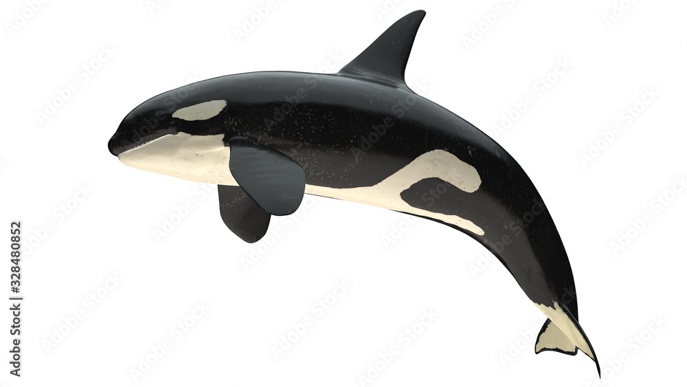 ภาพประกอบสต็อก Isolated killer whale orca close mouth right side view ...