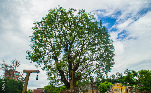 tree in front of a house