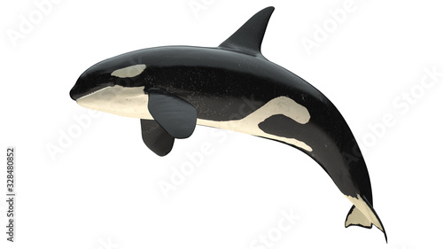 Isolated killer whale orca close mouth right side view on white background cutout ready 3d rendering photo