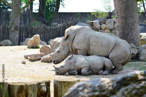 Closeup of Rhino or Rhinoceros standing and sleeping on the dry ground and little grass background in sunshine day at spring or summer season.