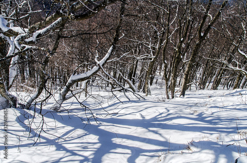 Fototapeta Naklejka Na Ścianę i Meble -  Zimowy las Bieszczady 