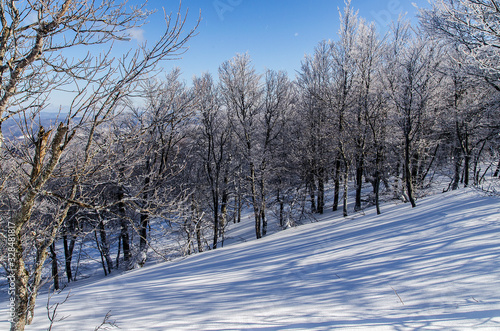 las zimą Bieszczady © wedrownik52