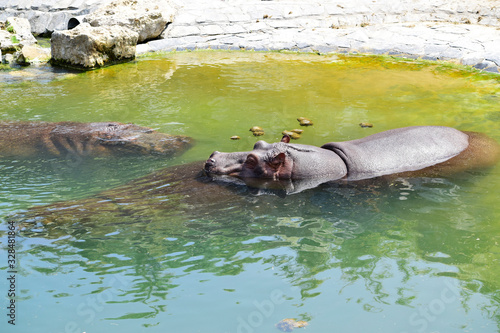 Closeup of hippopotamus or hippo sleeping and relaxing in water pond with family in the park , look so happy and very cute with sunshine day ,good weather at spring or summer season at Belgium country