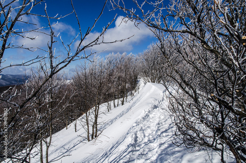 Fototapeta Naklejka Na Ścianę i Meble -  las zimą Bieszczady