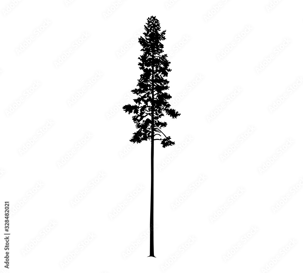 Silhouette Of Tall Skinny Pine Tree Hand Made Stock Illustration silhouette-of-tall-skinny-pine-tree-hand-made-stock-illustration