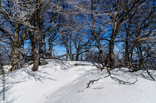 Fototapeta Naklejka Na Ścianę i Meble -  Zimowy las Bieszczady 