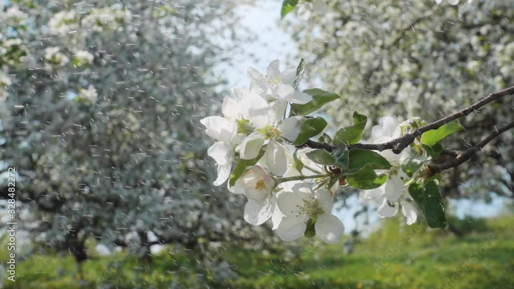 Bright flowering apple trees in the ornamental garden in sunny weather. Bright flowering apple trees in the ornamental garden in sunny weather.