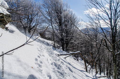 Fototapeta Naklejka Na Ścianę i Meble -  Zimowy las Bieszczady 
