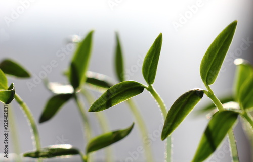 Wallpaper Mural young sprouts of garden seedlings reach for sunlight Torontodigital.ca